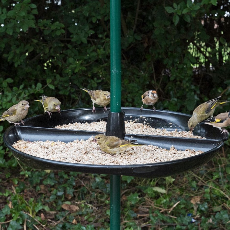 Buy Seed Buster Seed Tray Delivery By Crocus