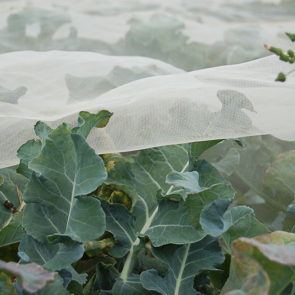 Product options image