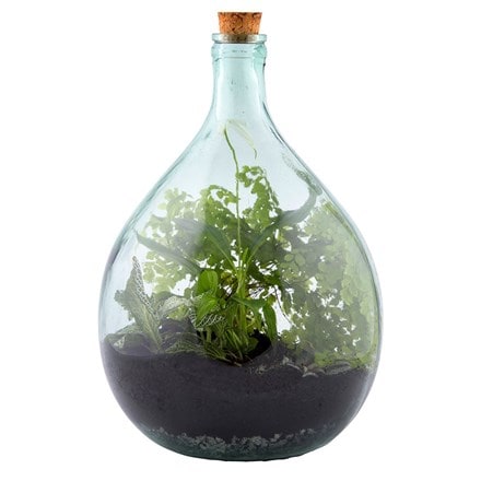 Plant terrarium bottle 15 litre set