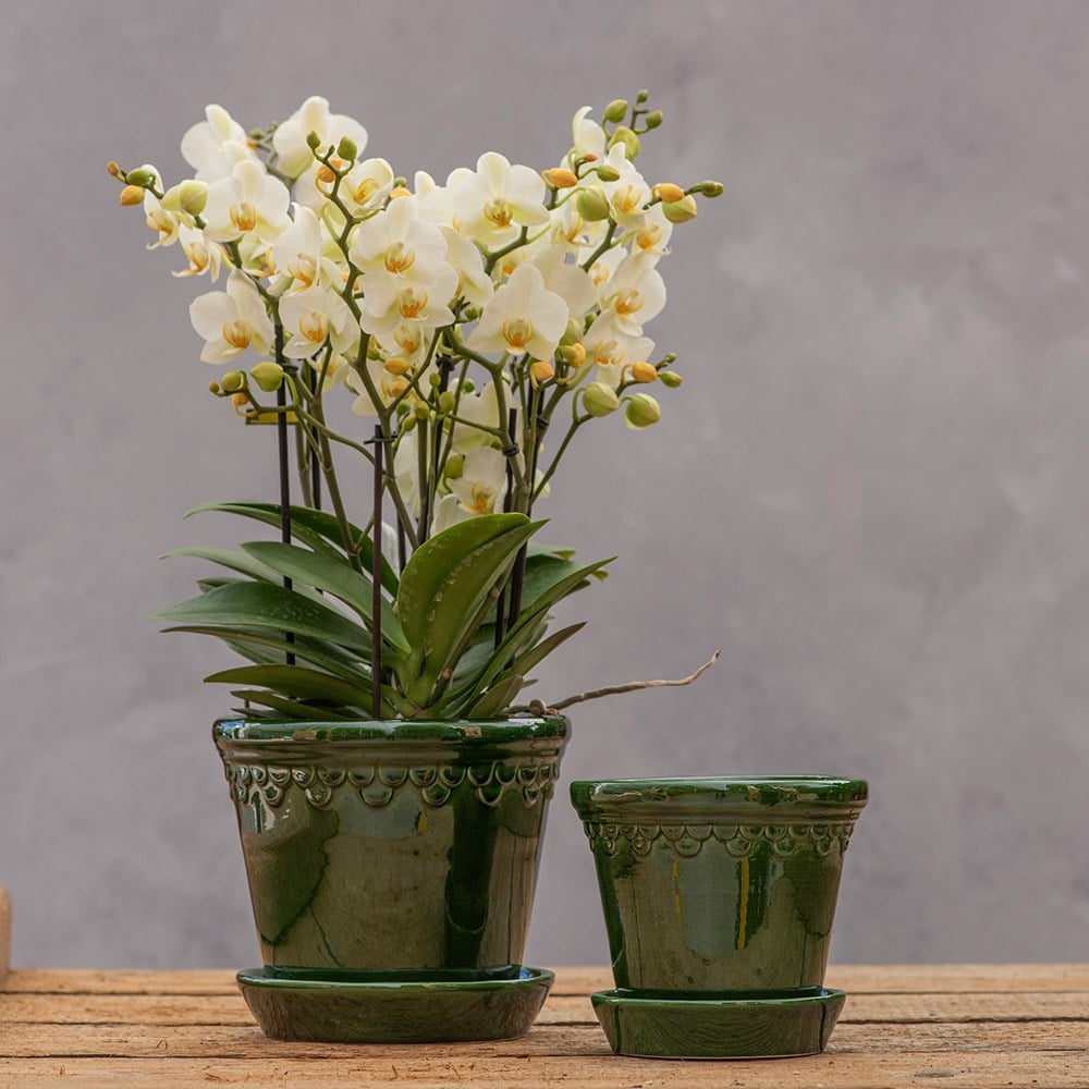 Product options image