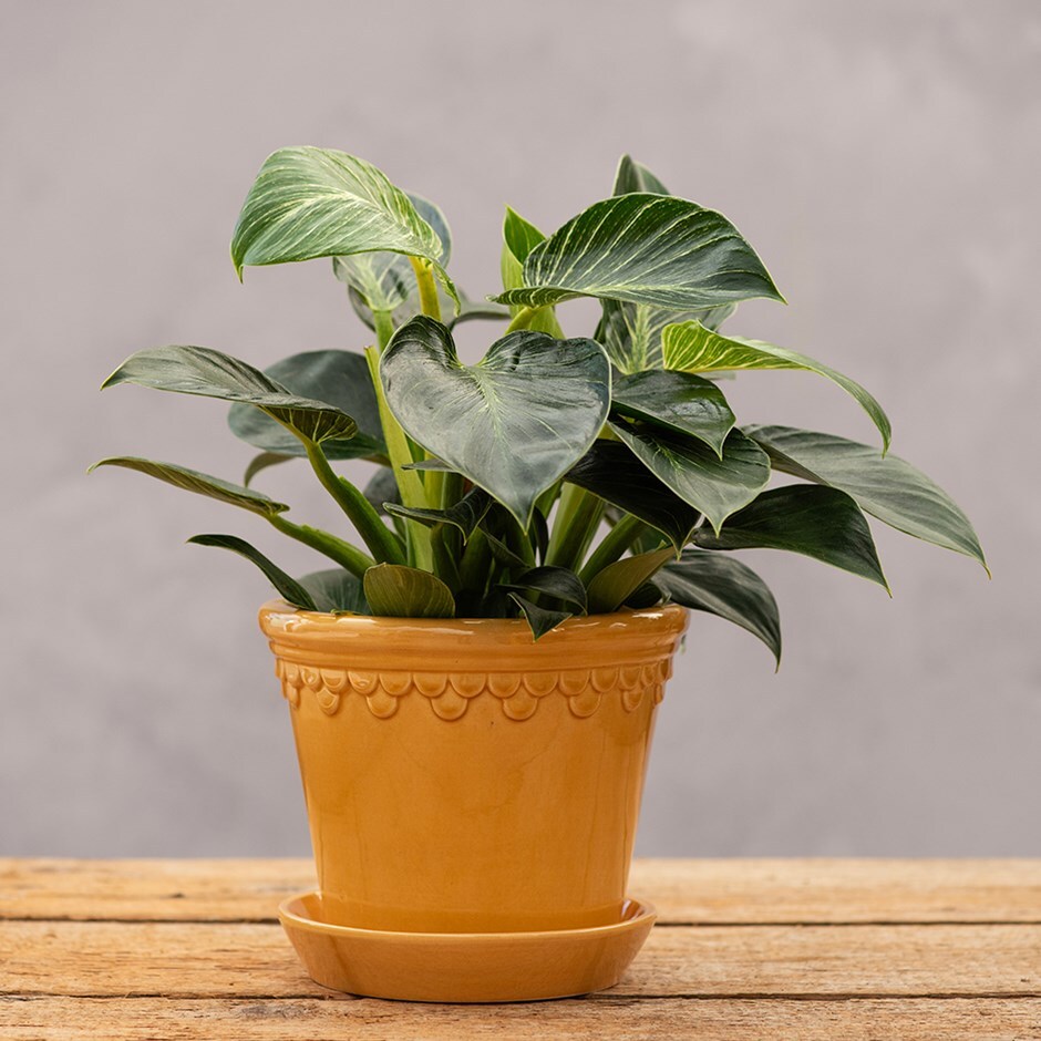 Scalloped tapered plant pot with saucer - mustard