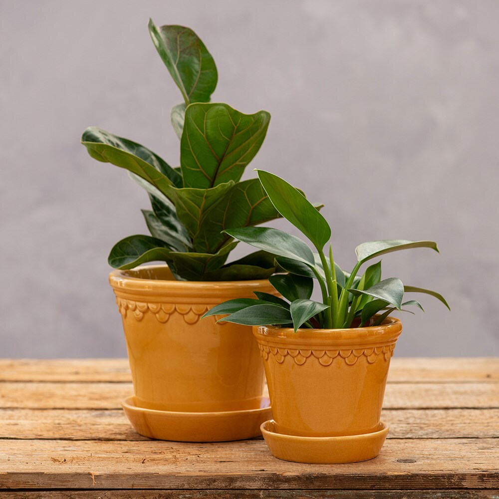 Scalloped tapered plant pot with saucer - mustard