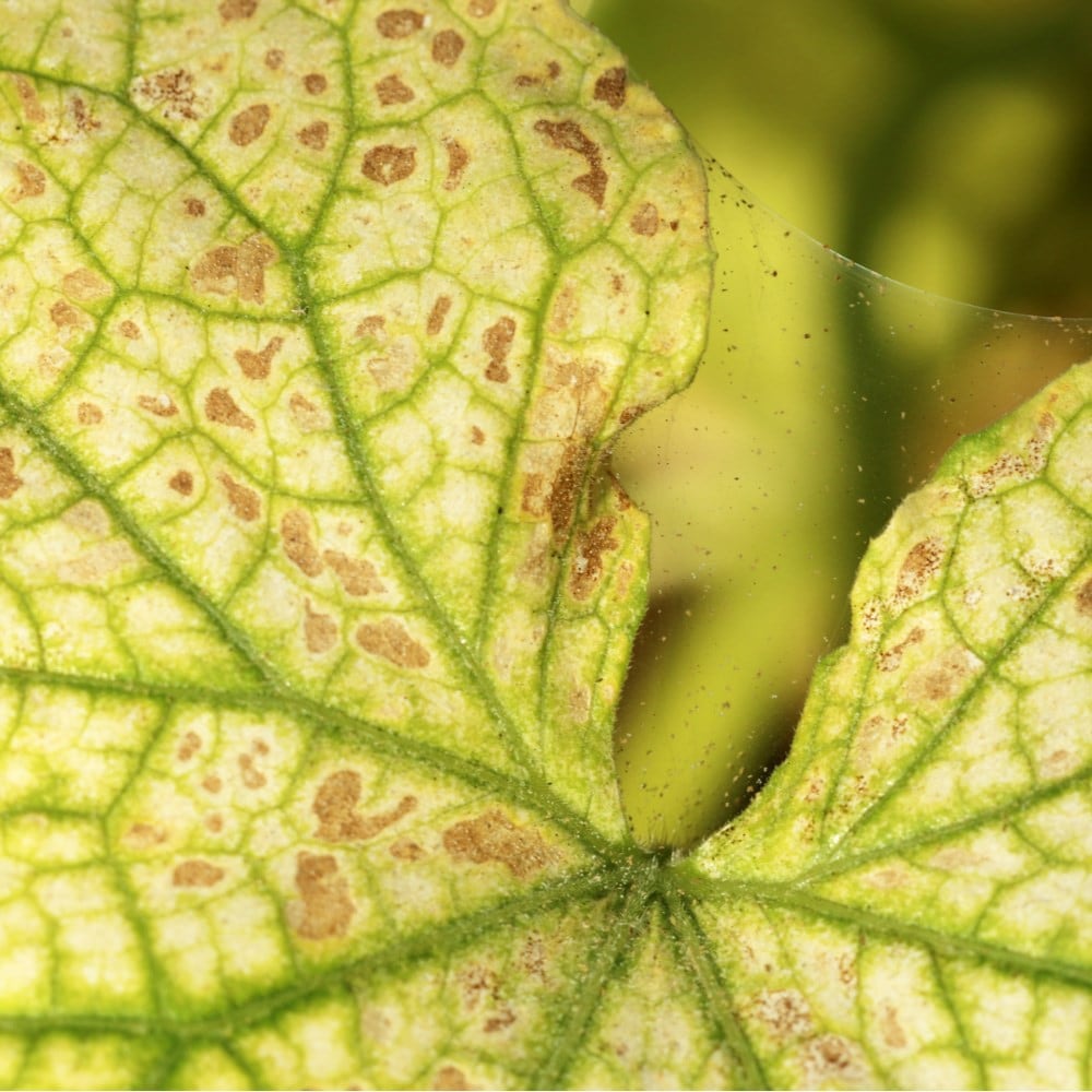 Spider mite - 2000 phytoseiulus persimilis