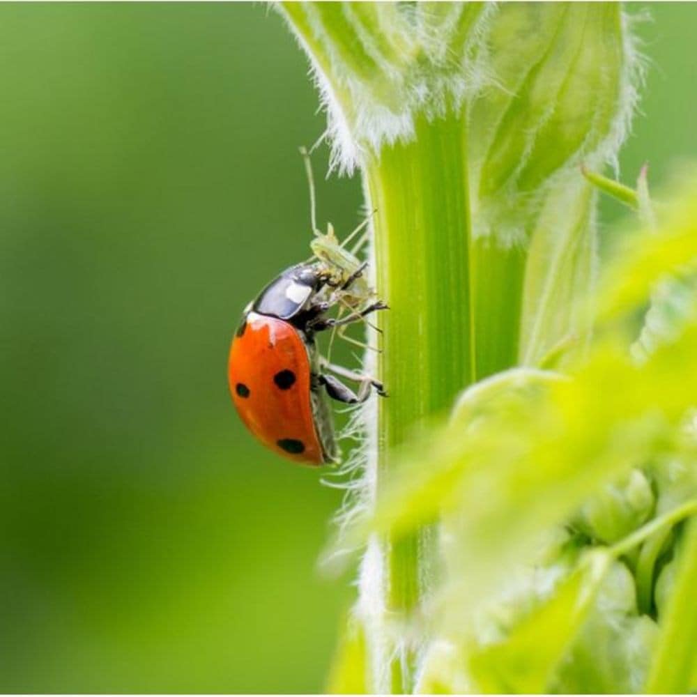Ladybird adults - adalia bipunctata 25