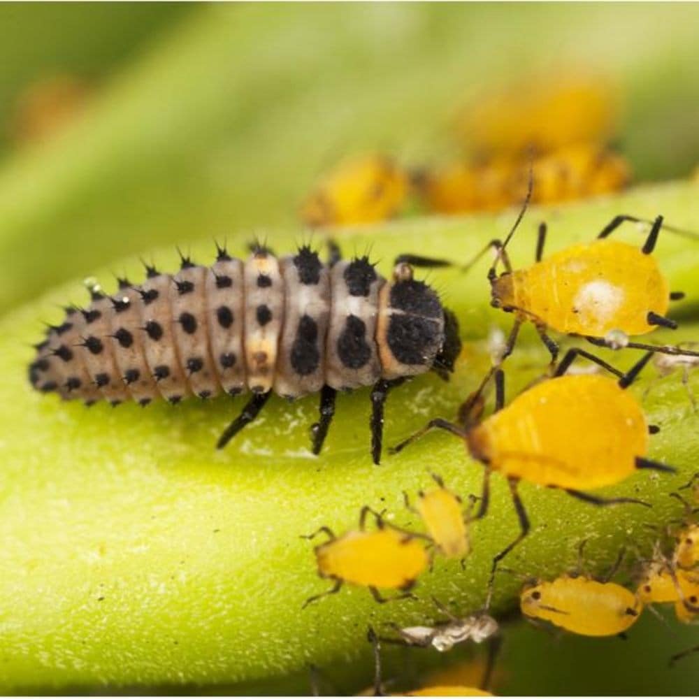 Ladybird larvae - adalia bipunctata - 100