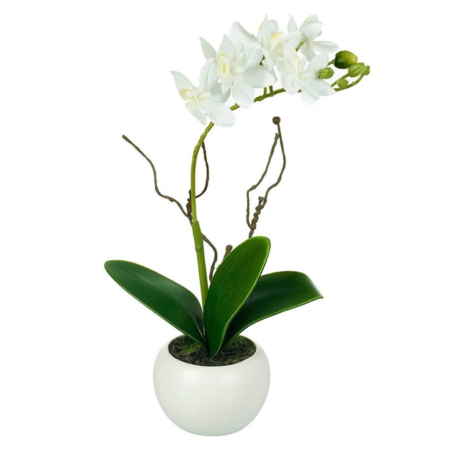 Buy Potted Orchid Phalaenopsis Delivery By Crocus