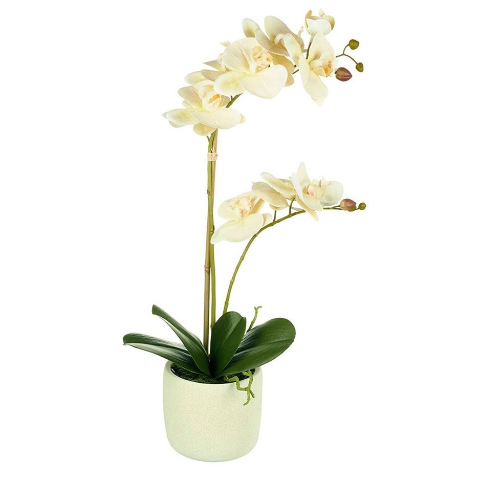 Buy Potted Orchid Phalaenopsis Delivery By Crocus