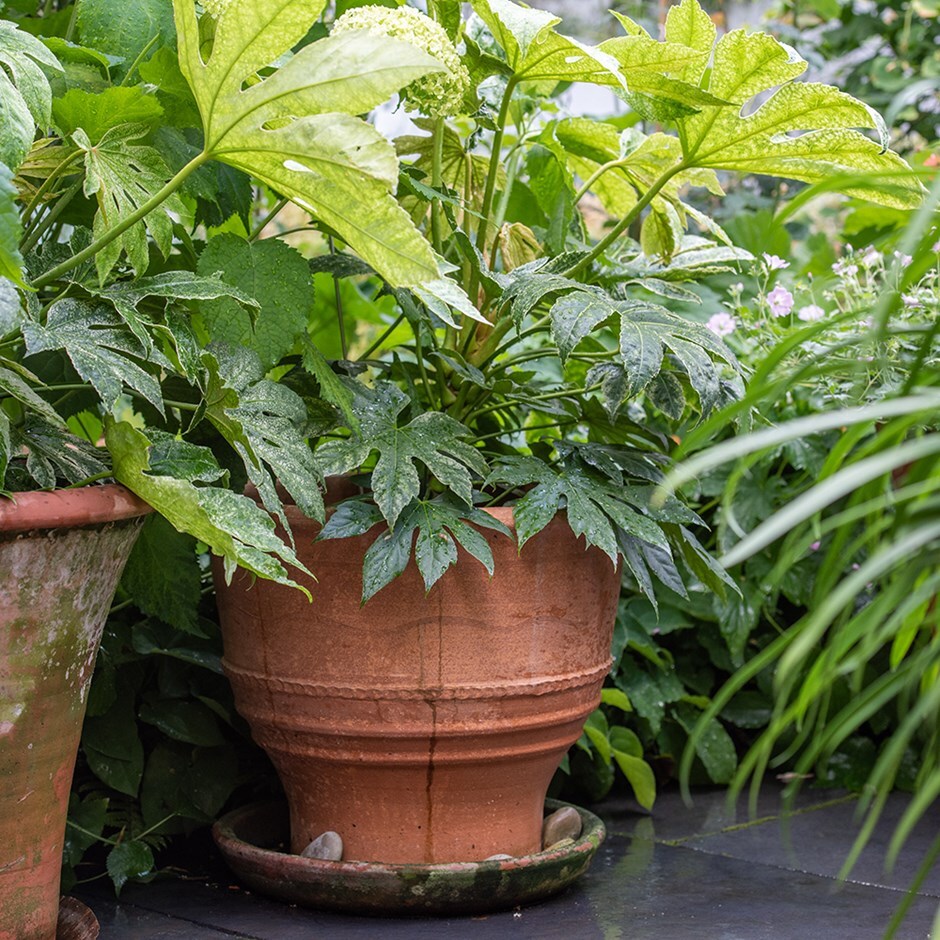 Buy Exara terracotta pot & Fatsia japonica Spider's  Delivery by Crocus
