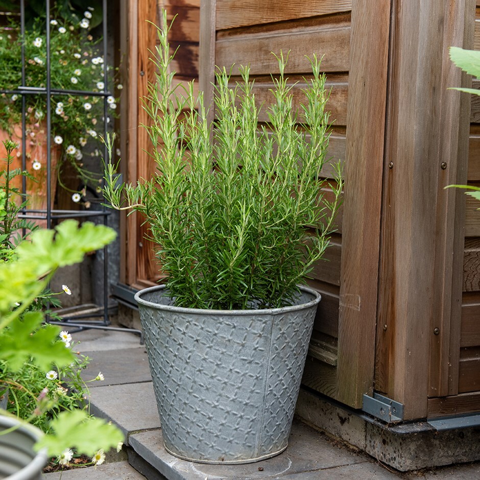 Buy Embossed aged planter & rosemary / rosmarinus officinalis Delivery