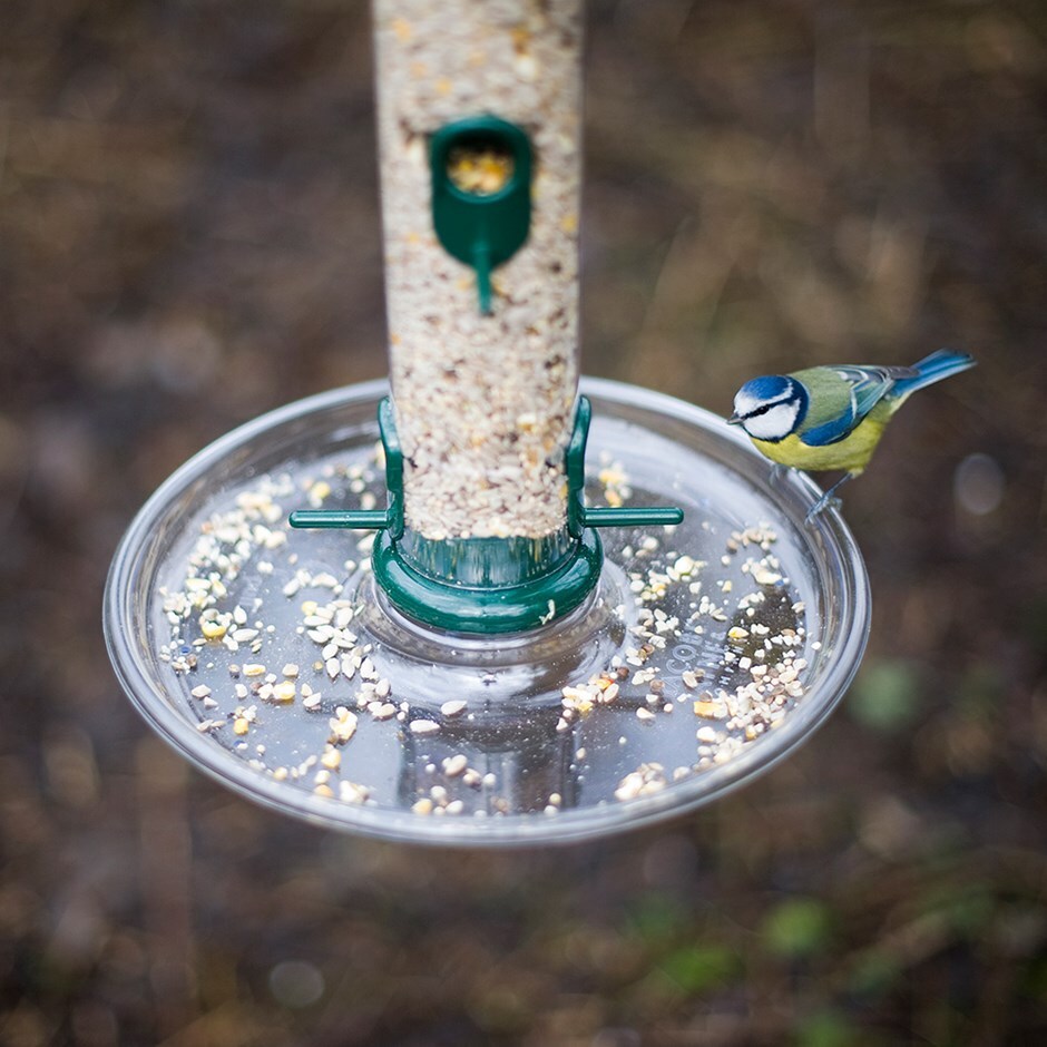 Buy Large Bird Food Tray Delivery By Crocus