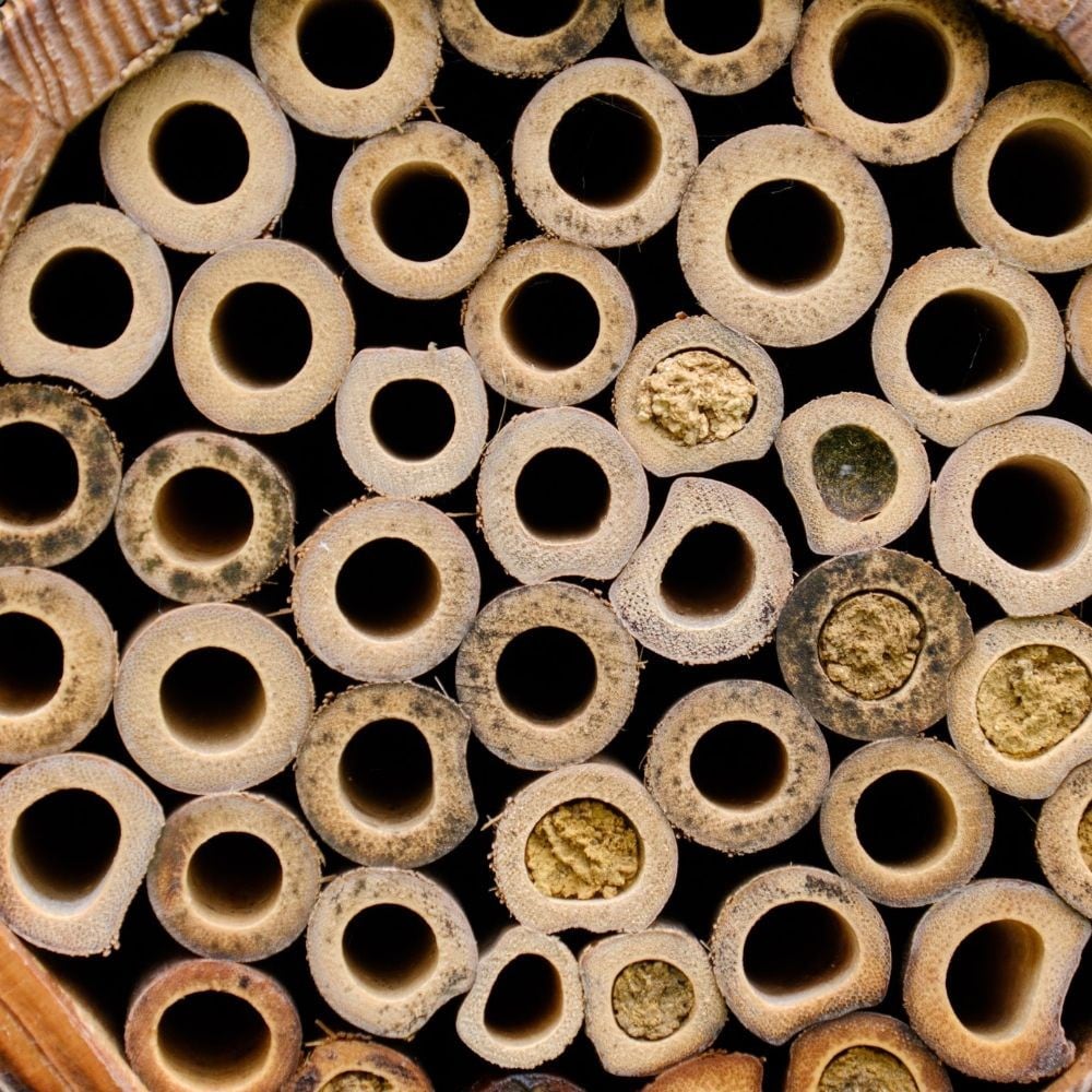 Bee barrel