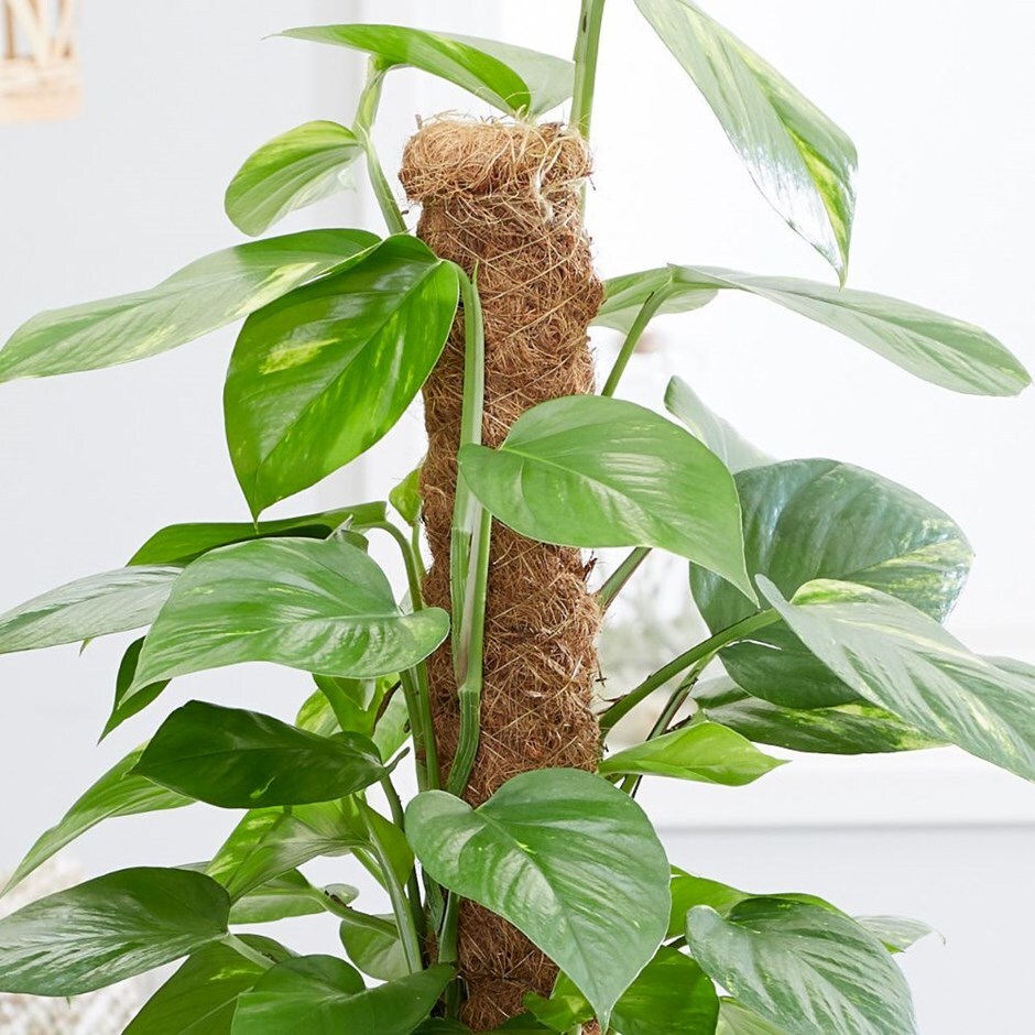 Buy Extension for the 1.2m moss pole Delivery by Waitrose
