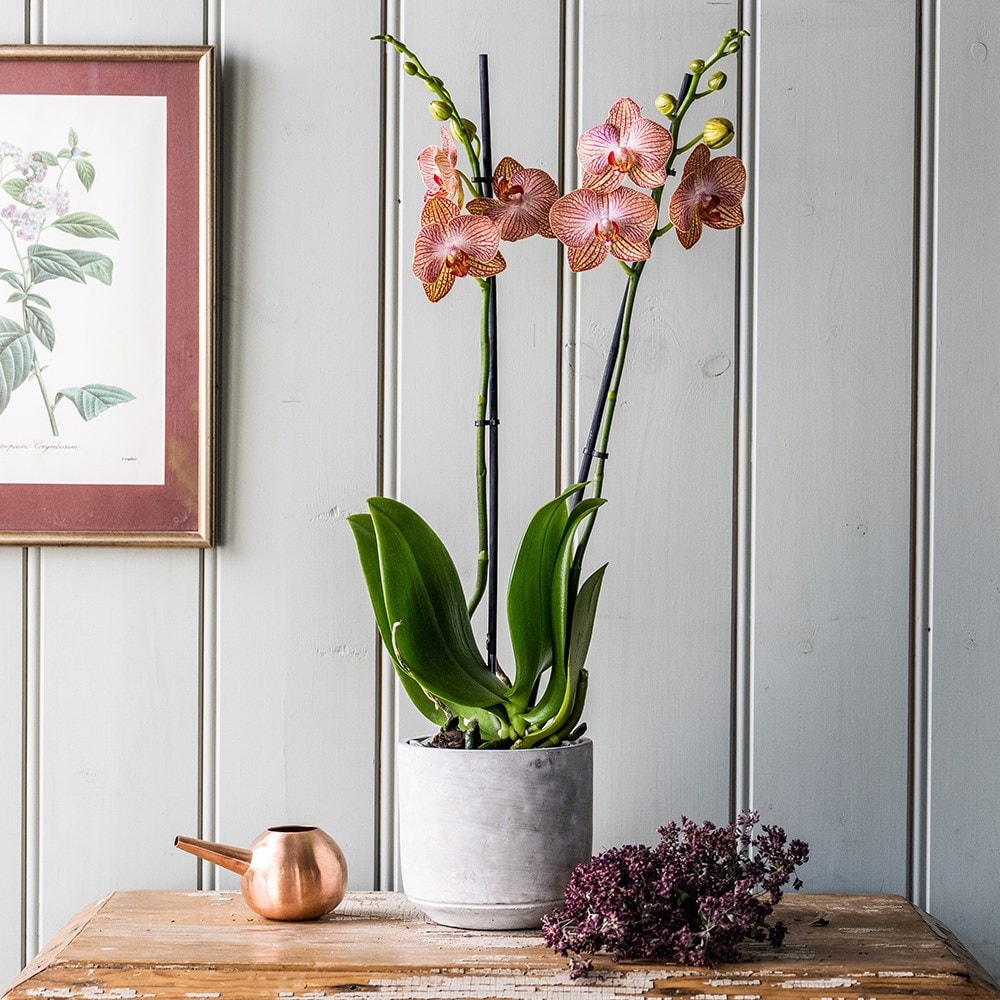 Product options image