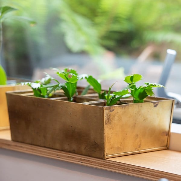 Brass tray with 6 brass grow pods