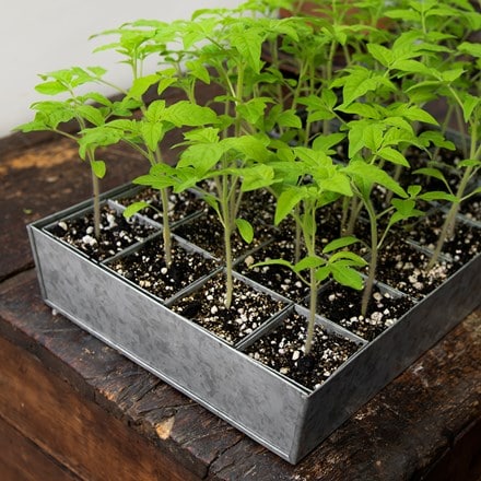 Galvanised tray with 24 grow pods