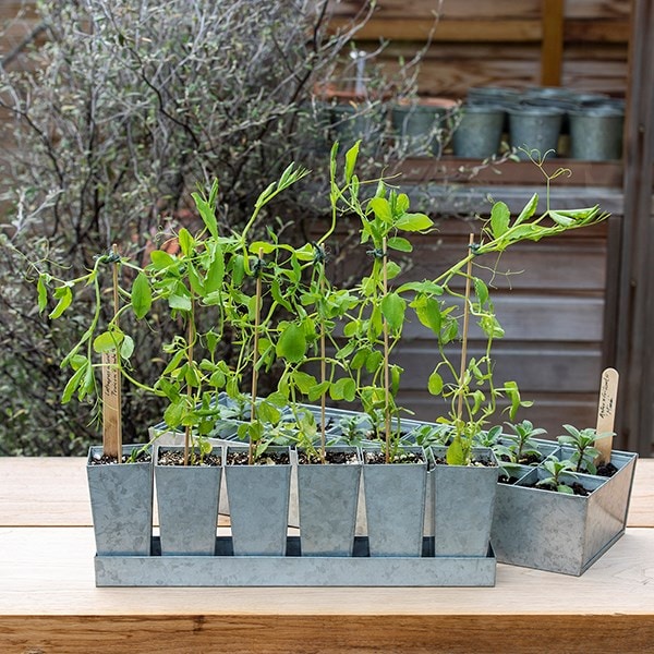 Galvanised tray with 6 tall root trainer pods