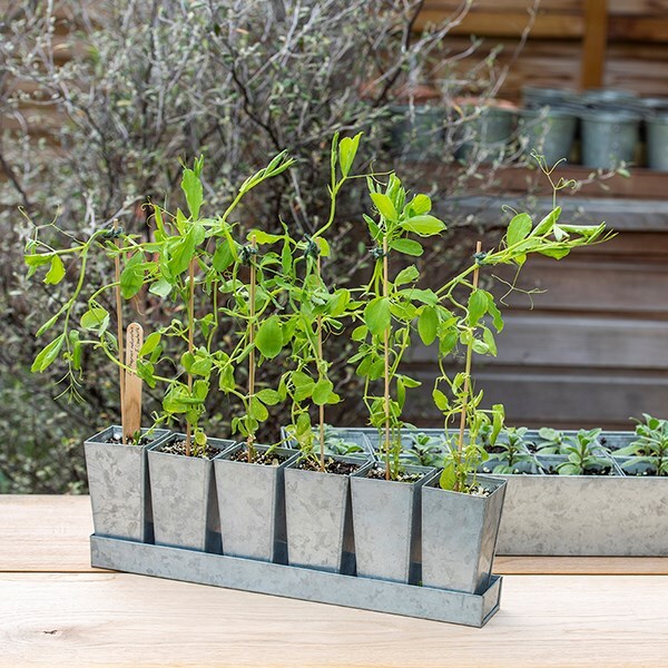 Galvanised metal tray with 6 tall root trainer pods