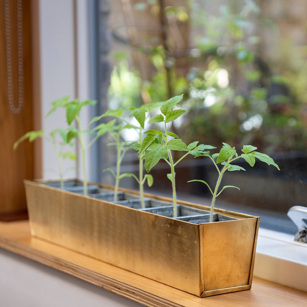 Brass windowsill tray with 6 grow pods