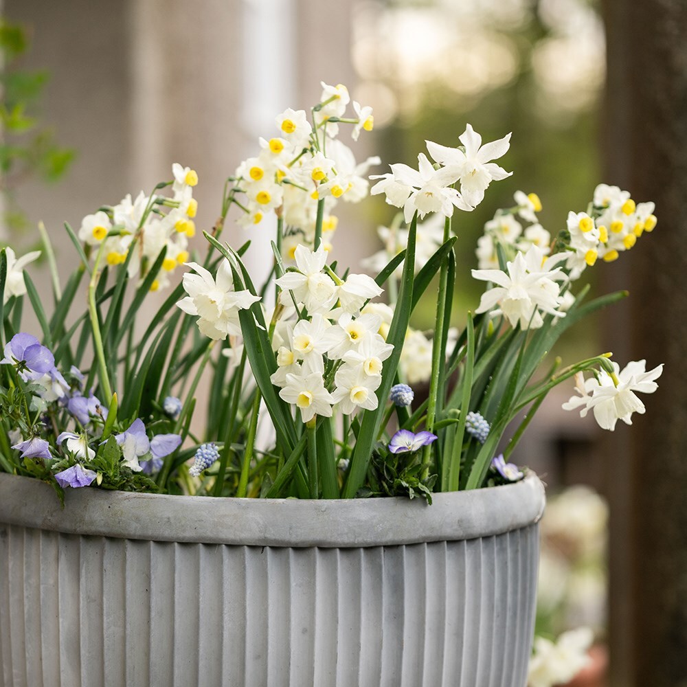 Oval dolly pot - aged zinc