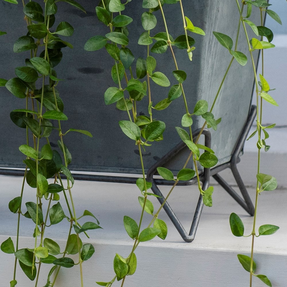 Trough stand - short