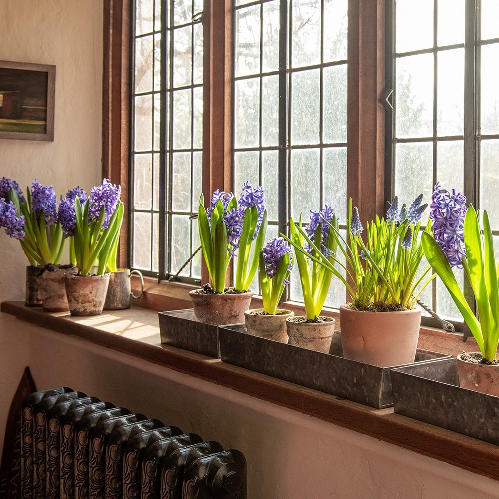 Product options image