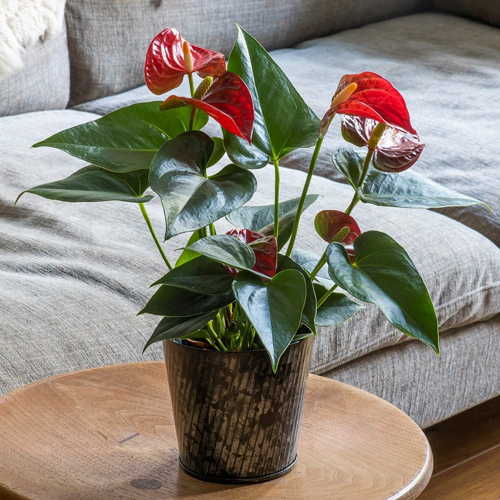 Product options image