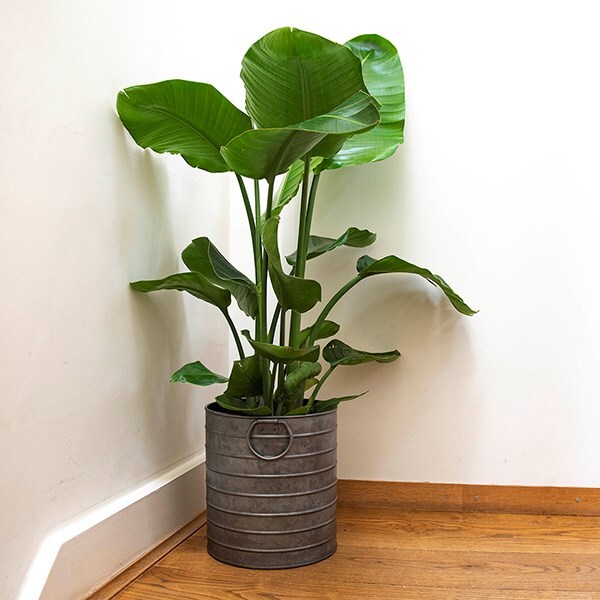 Galvanised metal balcony pot