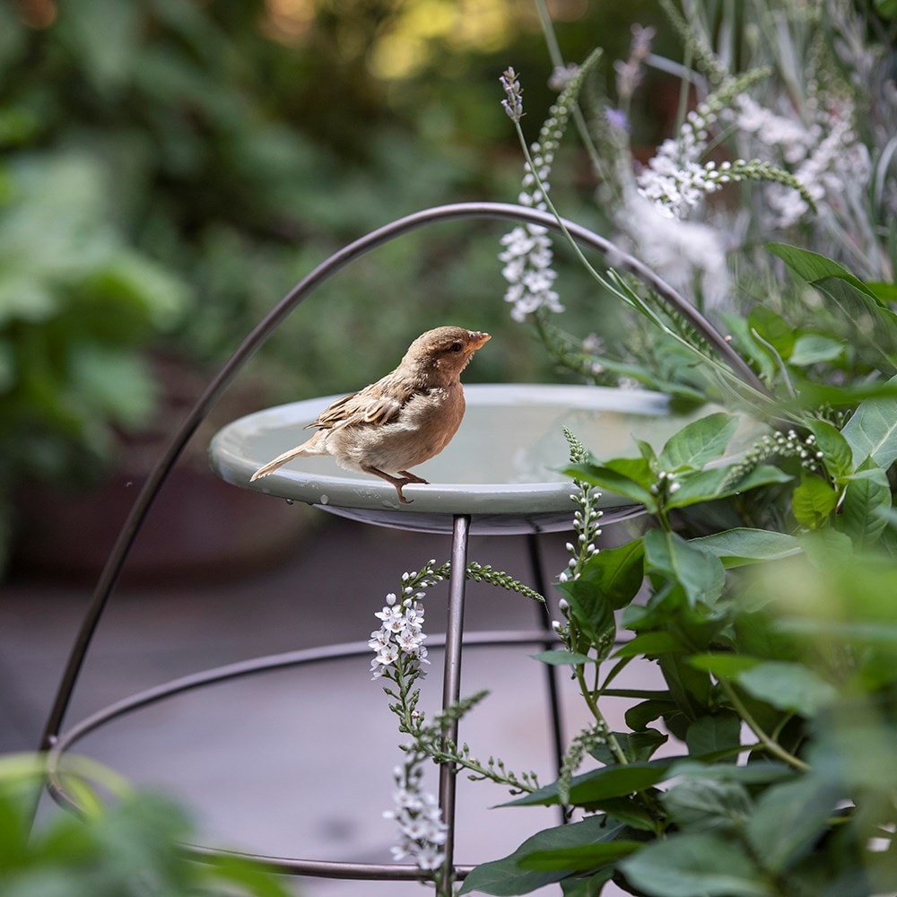 Product options image