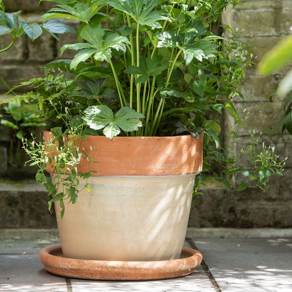 Glazed pot with terracotta rim - oatmeal