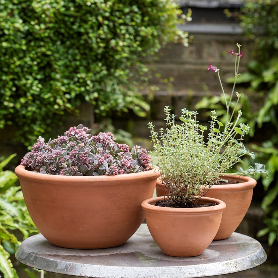 Buy Terracotta plant bowls: Delivery by Crocus