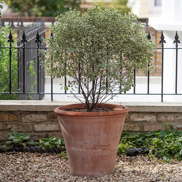 Terracotta shrub pot