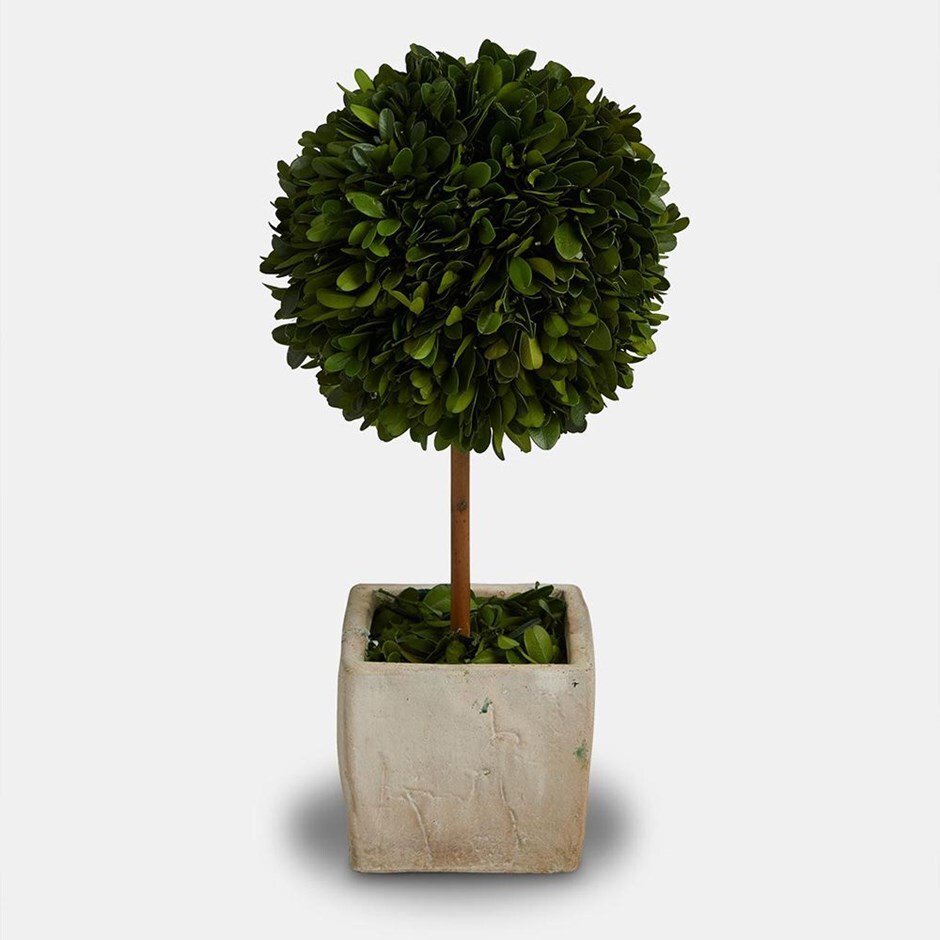 Buy Topiary Tree With Terracotta Square Pot Delivery By Crocus