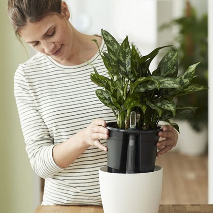 Buy Self Watering Pot Delivery By Crocus