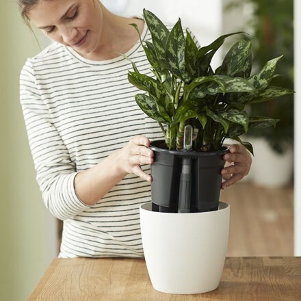 Self watering plant pot insert
