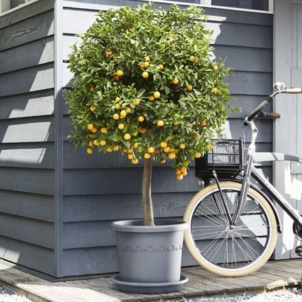 Algarve cilindro anthracite wheeled pot