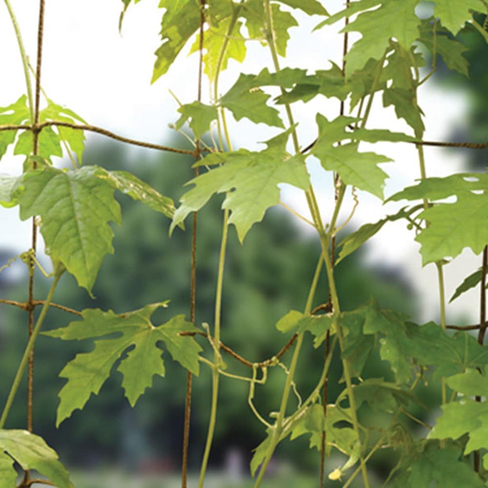 Product options image