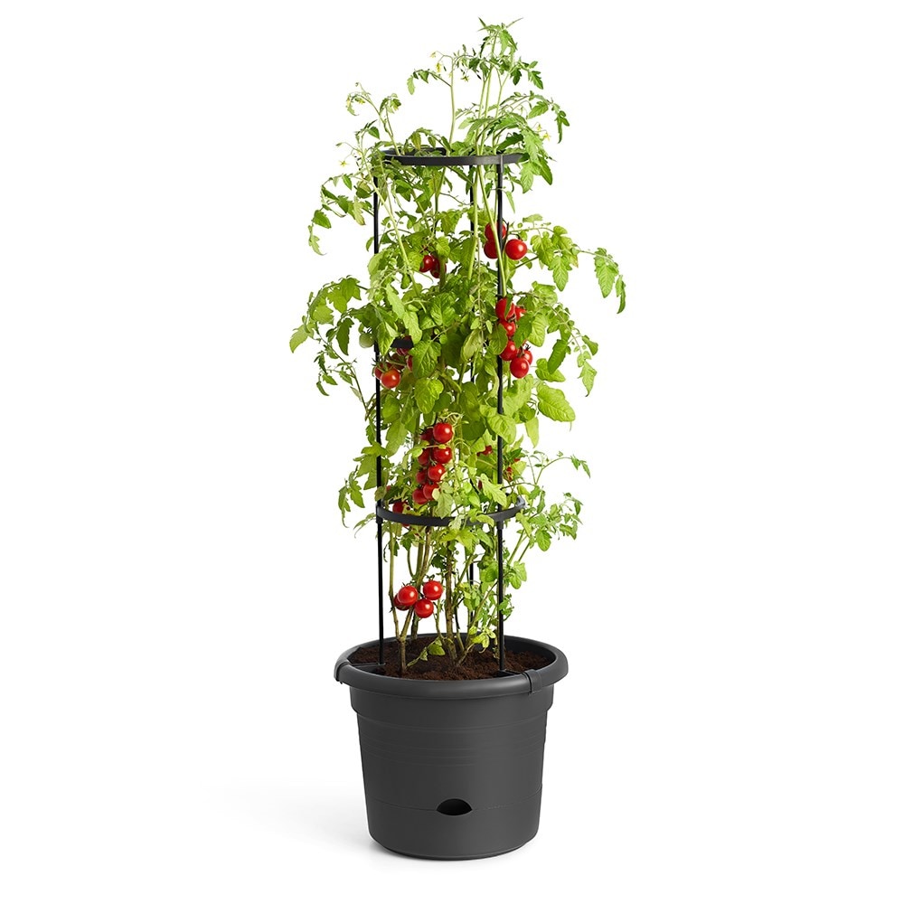 Tomato grow pot with adjustable frame - black