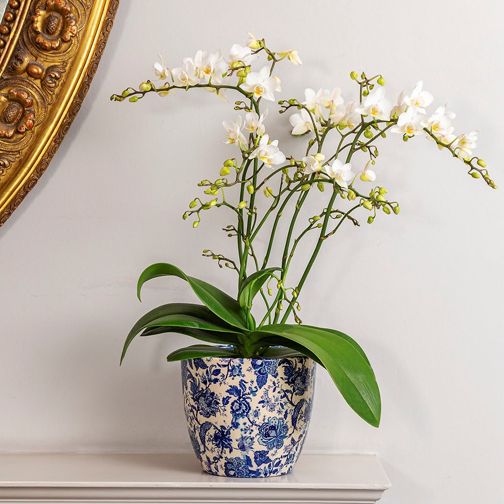 Product options image