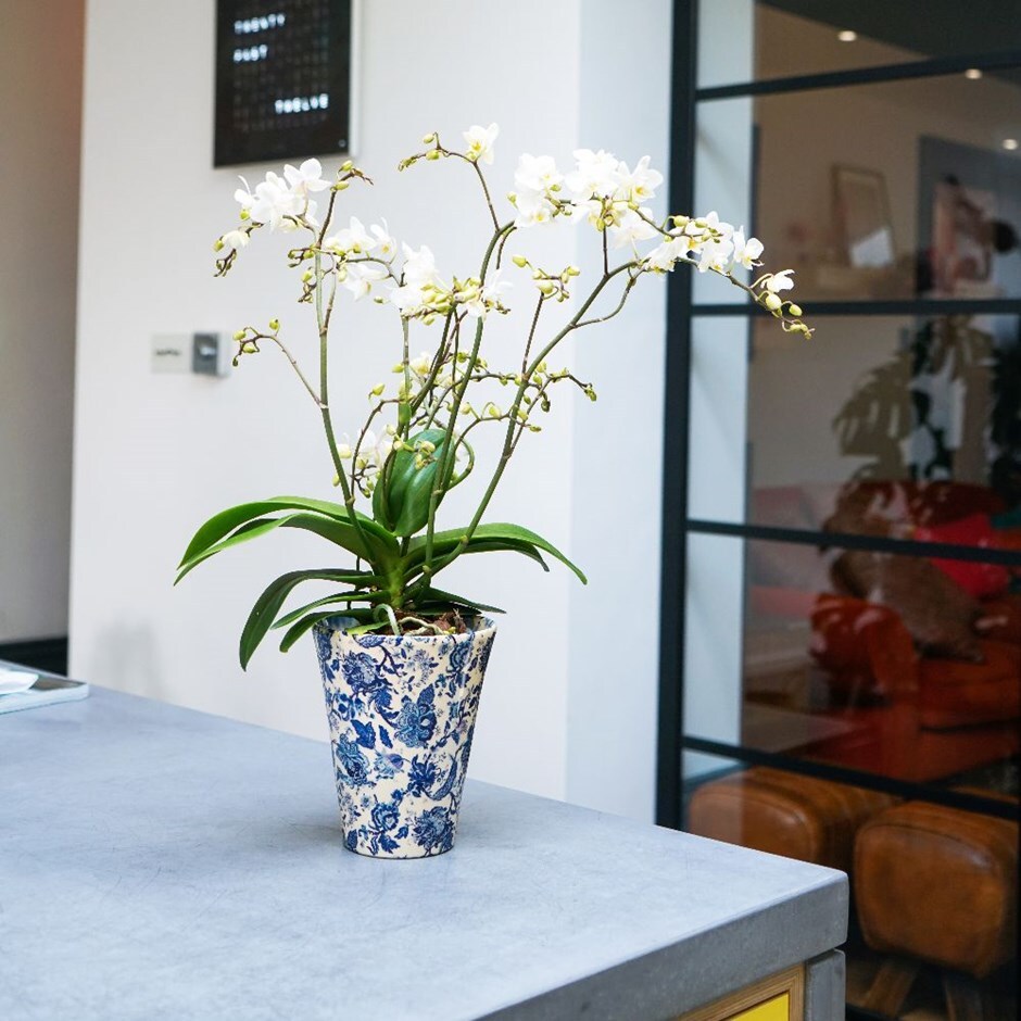 Buy Monza Orchid Planter Vintage Blue Delivery By Crocus