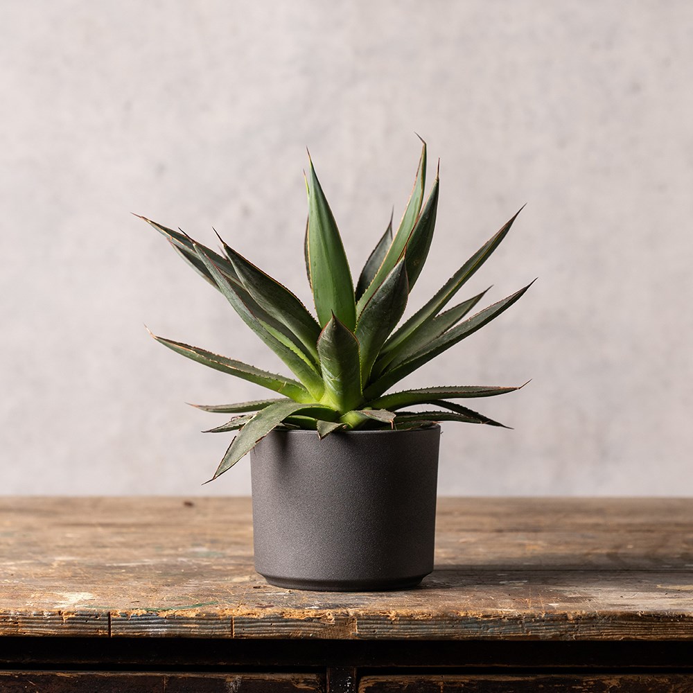 Product options image