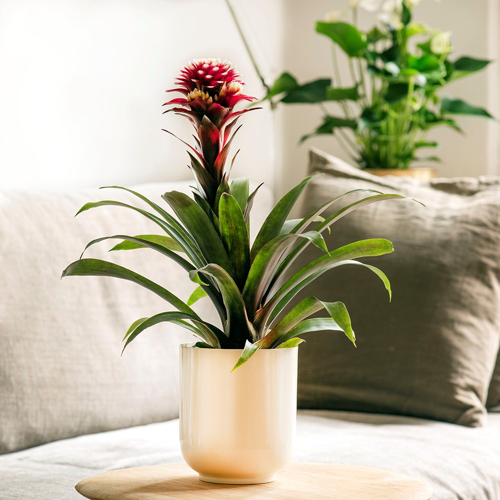 Product options image