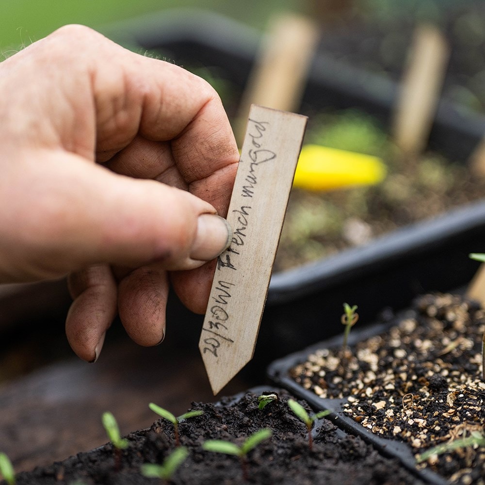 Wooden plant labels - bundle of 25