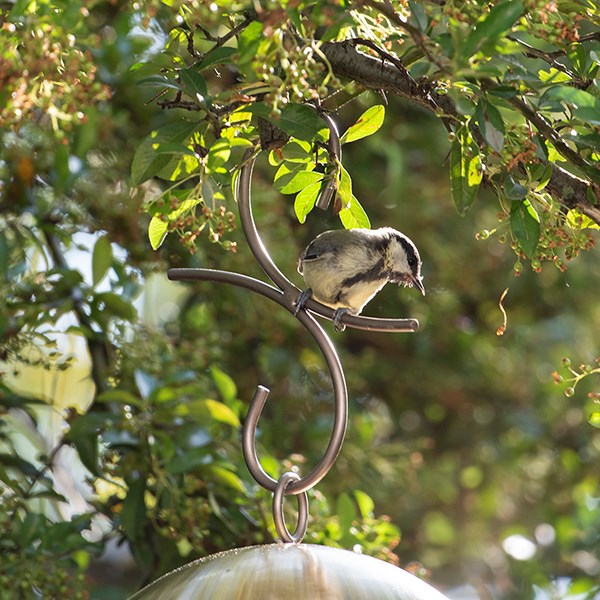 Buy Perch hanging bird hook : Delivery by Waitrose Garden