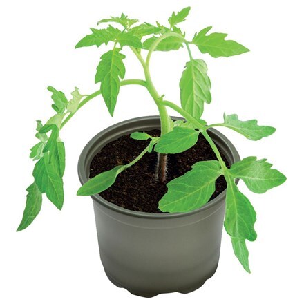Bio-based growing pots - pack of 5