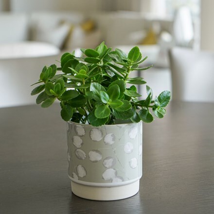 Meadow planter mint