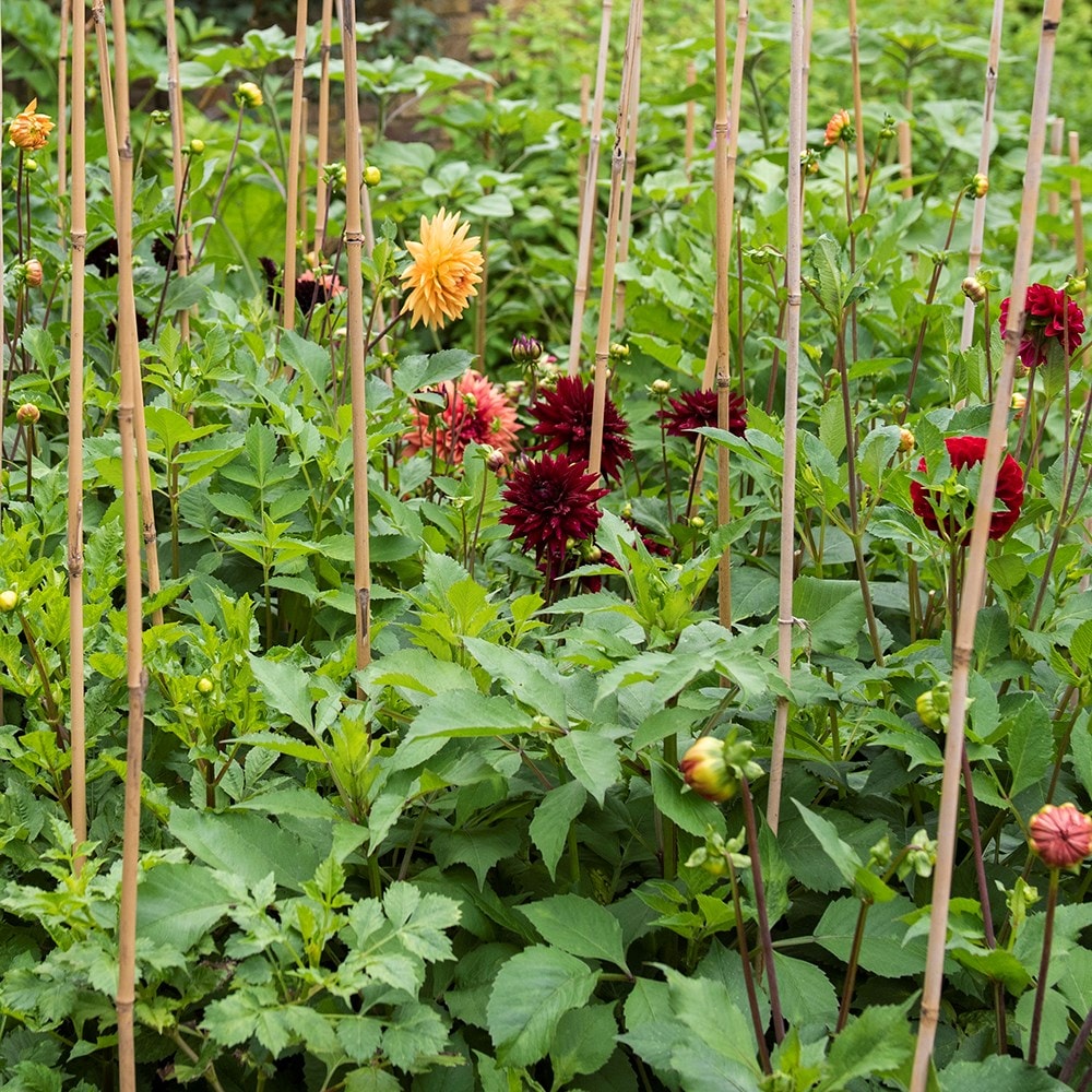 Product options image