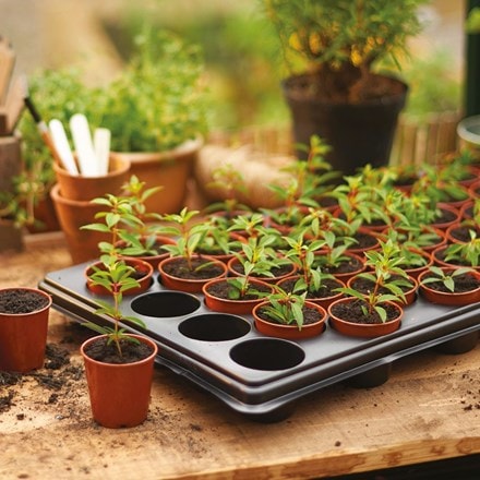Grow it seed and cutting tray