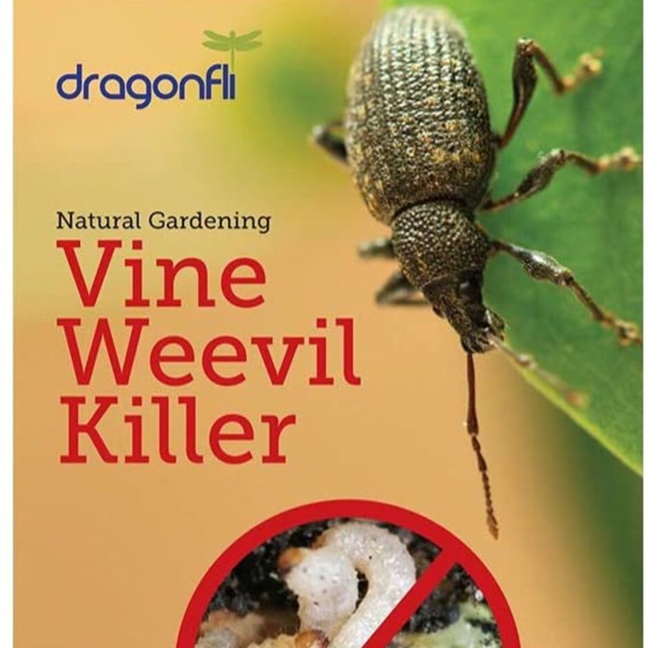 vine weevil killer nematodes Dragonfli 50 Square Meter Pack : :  Garden