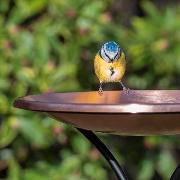 Brushed copper bird bowl on a stake