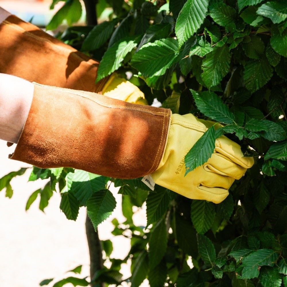 Product options image